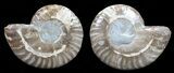 Polished Ammonite Pair - Agatized #56297-1